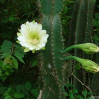Cereus repandus (L.) Mill.